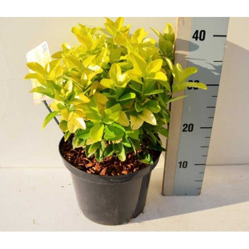 Euonymus Emerald and Gold | ScotPlants Direct